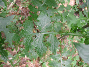 Photo By: Stephen M. Young. Photo taken: Warren County, NY on 11 August 2005